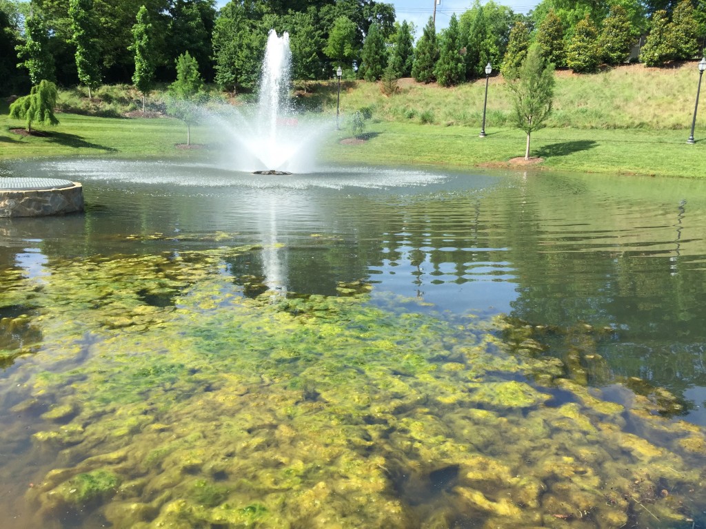 pond fountain algae aquatic weeds