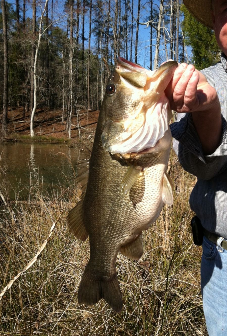 Fish Kill in a Farm Pond or Lake / Platinum Ponds & Lake Management  Greenville SC, Charlotte NC